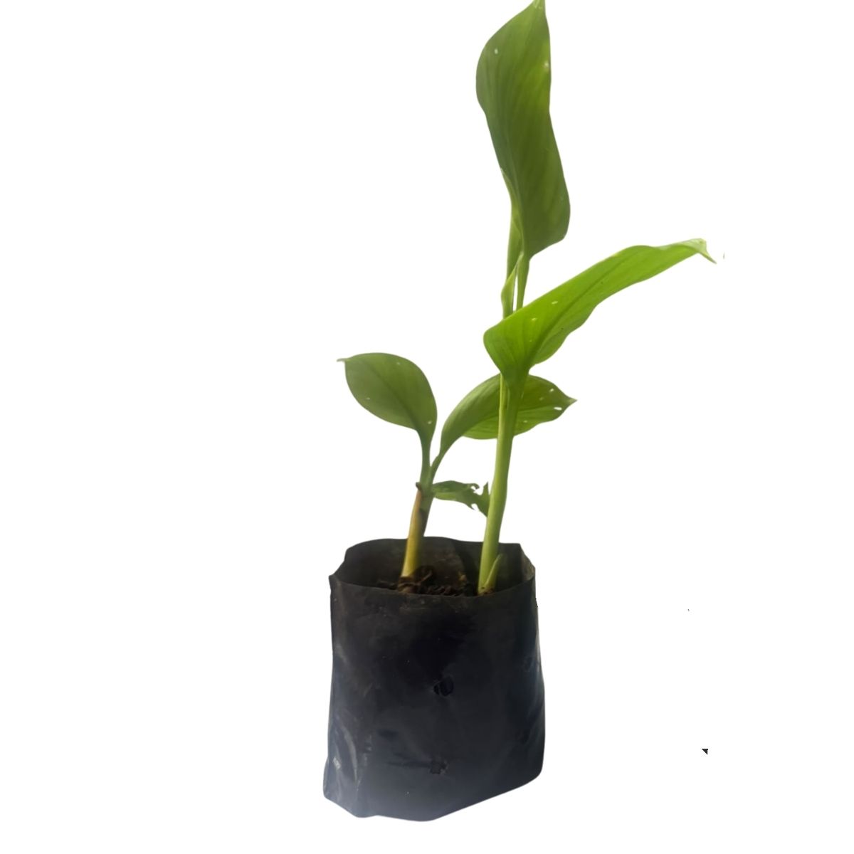 2 Mudas de Açafrão-da-Terra Curcuma longa No Saquinho - Imagem 5