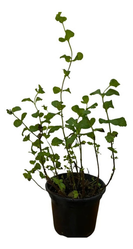 Hortelã - Mentha spicata Pote 14