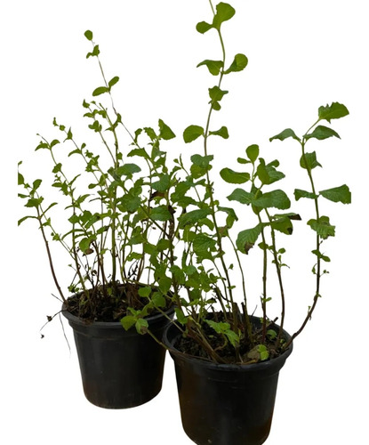 Hortelã - Mentha spicata Pote 14 - Imagem 2