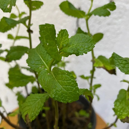 Hortelã - Mentha spicata Pote 14 - Imagem 3