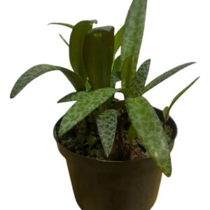 Suculenta Lírio Leopardo (Ledebouria) - Pote 11 - Exótica