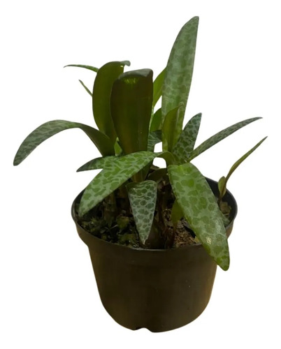 Suculenta Lírio Leopardo (Ledebouria) - Pote 11 - Exótica