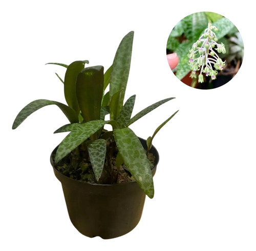 Suculenta Lírio Leopardo (Ledebouria) - Pote 11 - Exótica - Imagem 3
