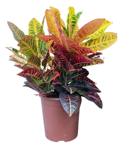 Croton Petra (Codiaeum variegatum) PT24