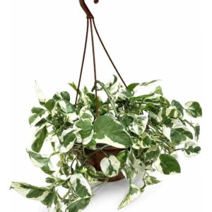 Jiboia N'Joy (Epipremnum aureum) em Cuia 21 – Pendente