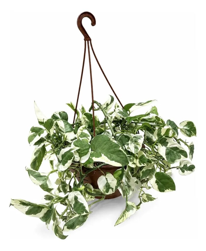 Jiboia N'Joy (Epipremnum aureum) em Cuia 21 – Pendente