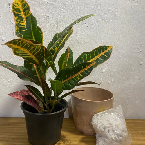 Kit Decoração Cróton Europa + Vaso Diamond + Granilha - Imagem 2