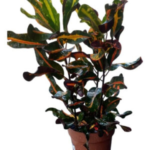 Cróton Parafuso - Codiaeum variegatum Gingha - PT 17