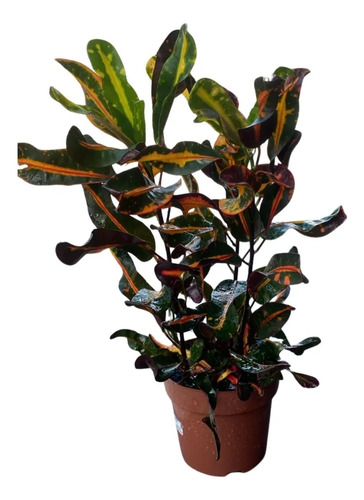 Cróton Parafuso - Codiaeum variegatum Gingha - PT 17