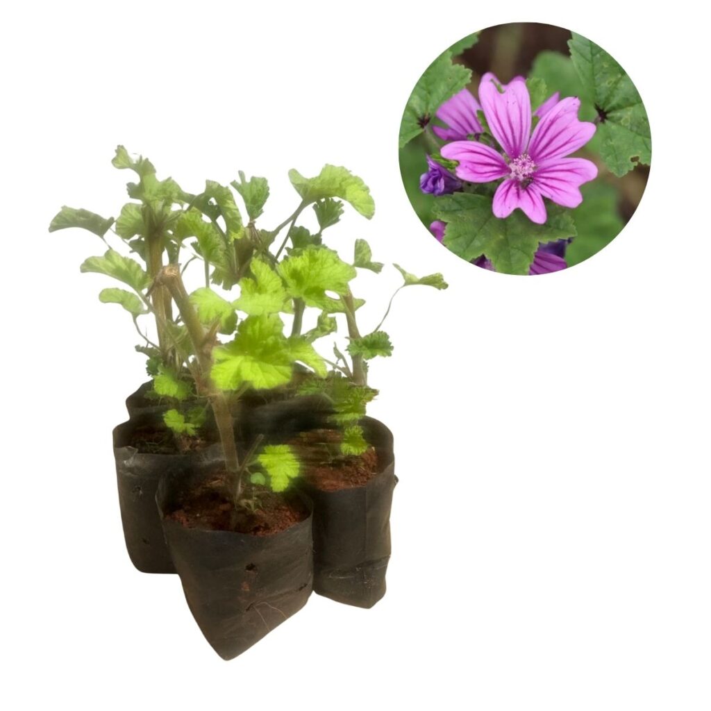 5 Mudas Malva-Cheirosa (Pelargonium) - Perfumada E Ornamental