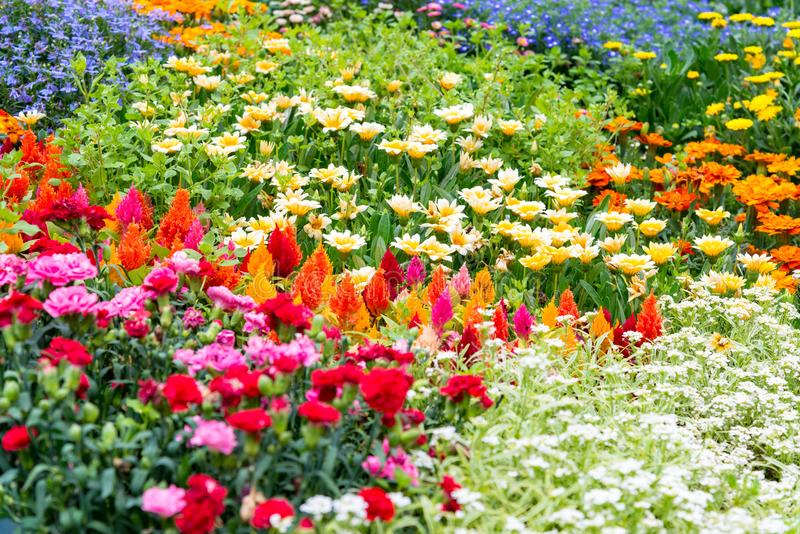 Fertilizante Forth Flores Líquido Concentrado 1lt - Imagem 4