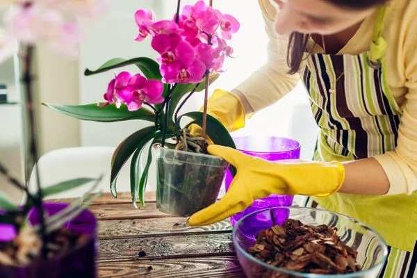 Substrato para Orquideas Forth Jardim 1kg - Imagem 4