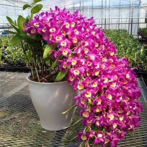 Adubo Forth Orquídeas 09-45-15 100g Floração