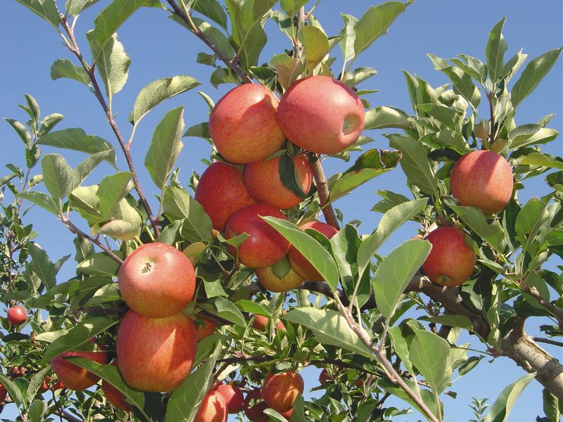 Adubo Fertilizante Forth Frutas 10kg - Imagem 4