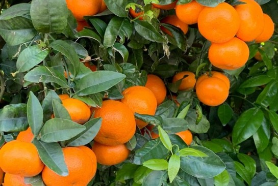 Adubo Fertilizante Forth Frutas 10kg - Imagem 5