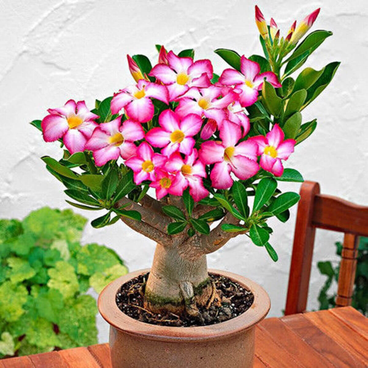 Substrato para Rosa do Deserto Forth Jardim 2kg - Imagem 3