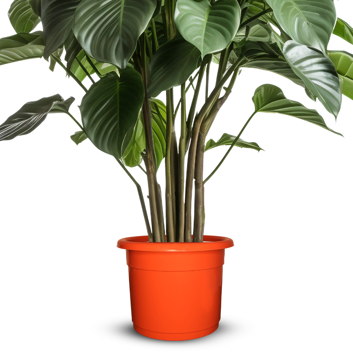 Vaso Premium Decorativo N36 17L Cor Cerâmica 36x30cm - Imagem 3