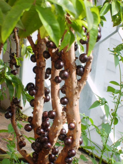 Fertilizante Forth Jabuticabeira Concentrado 60ml - Imagem 3