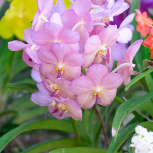Kit Adubo Forth Orquídeas Crescimento, Manutenção e Floração - Imagem 5