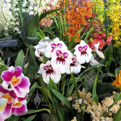 Kit Adubo Forth Orquídeas Crescimento, Manutenção e Floração - Imagem 4
