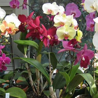 Kit Adubo Forth Orquídeas Crescimento, Manutenção e Floração - Imagem 6