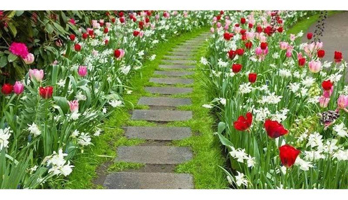 Kit Adubo Forth Flores 3 x 400g - Beleza E Cores Exuberantes - Imagem 3