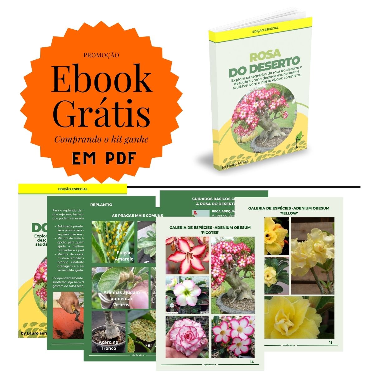 Kit Completo Rosa do Deserto: Cultive a Sua Rosa em Casa! - Imagem 4