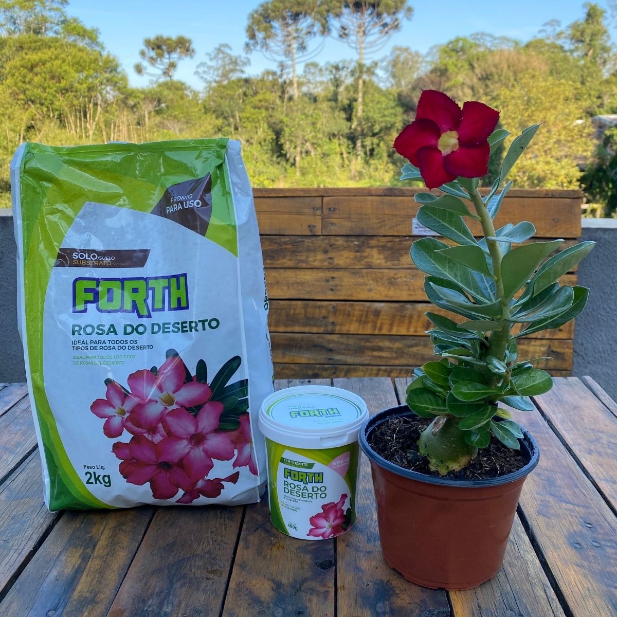 Kit Completo Rosa do Deserto: Cultive a Sua Rosa em Casa! - Imagem 2