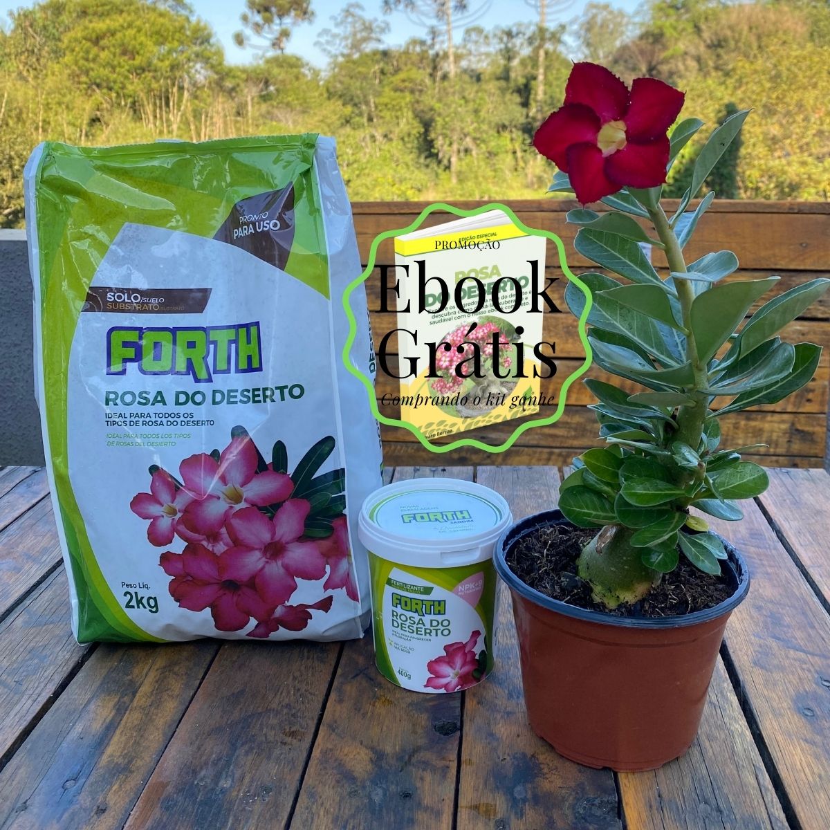 Kit Completo Rosa do Deserto: Cultive a Sua Rosa em Casa! - Imagem 6