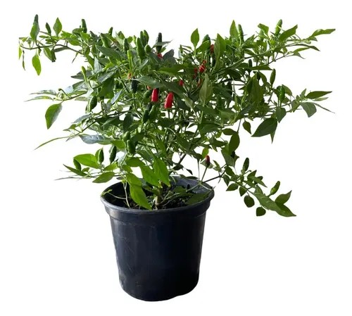 Pimenta Malagueta Capiscum Legítima Forte E Saborosa Pote 15