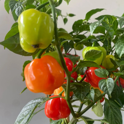 Pimenta Habanero - Extra Forte E Aromática- Pote 15 - Imagem 3