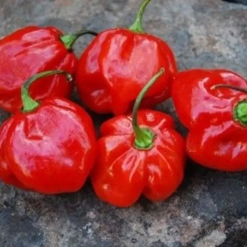 Pimenta Habanero - Extra Forte E Aromática- Pote 15 - Imagem 4
