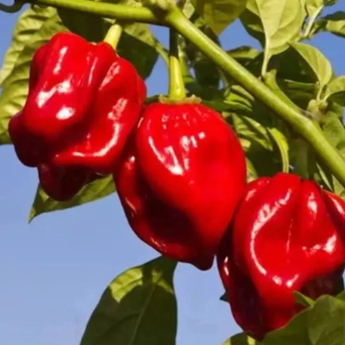 Pimenta Habanero - Extra Forte E Aromática- Pote 15 - Imagem 5