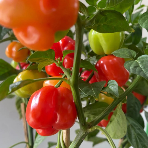 Pimenta Habanero - Extra Forte E Aromática- Pote 15 - Imagem 2