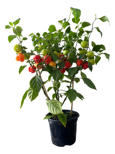 Pimenta Habanero - Extra Forte E Aromática- Pote 15