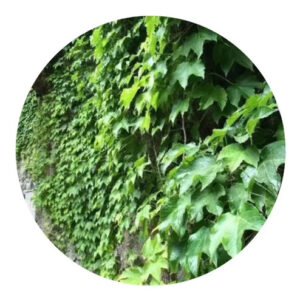 Falsa Vinha (Parthenocissus tricuspidata) Trepadeira No Saquinho
