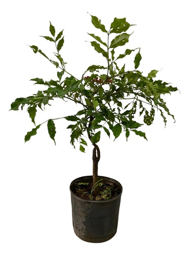Leia Verde Arbusto Ornamental Leea Guineensis Pote 24