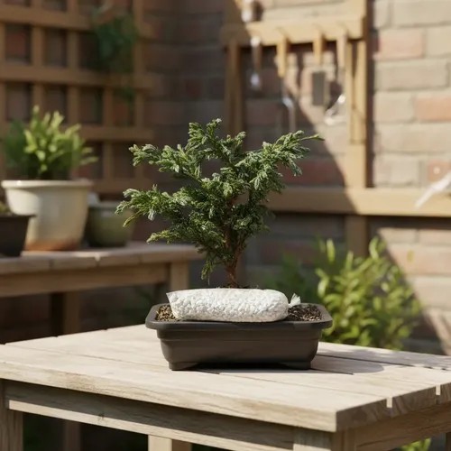 Bonsai Jovem Tuia Azul Pinheiro Ornamental Manual Cuidados - Imagem 5