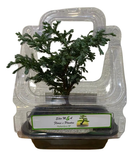 Bonsai Jovem Tuia Azul Pinheiro Ornamental Manual Cuidados - Imagem 4