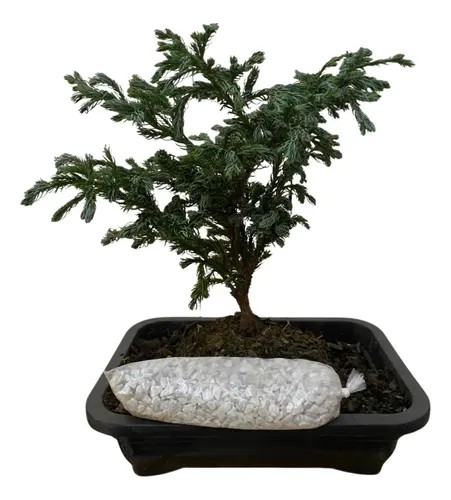 Bonsai Jovem Tuia Azul Pinheiro Ornamental Manual Cuidados
