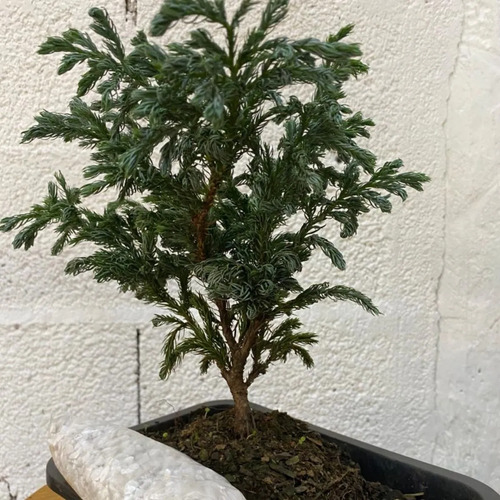 Bonsai Jovem Tuia Azul Pinheiro Ornamental Manual Cuidados - Imagem 3