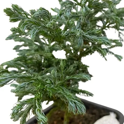 Bonsai Jovem Tuia Azul Pinheiro Ornamental Manual Cuidados - Imagem 2