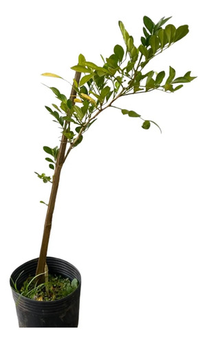 Murta (Murraya Paniculata) - Cerca Viva 70cm