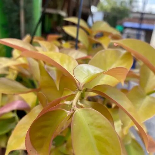 Ora-Pró-Nobis ou Trepadeira Limão - Flor Branca Cuia 21 - Imagem 2