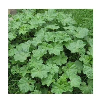 2 Mudas Malva, Malva-Silvestre Rosa-Chinesa no Saquinho - Imagem 3