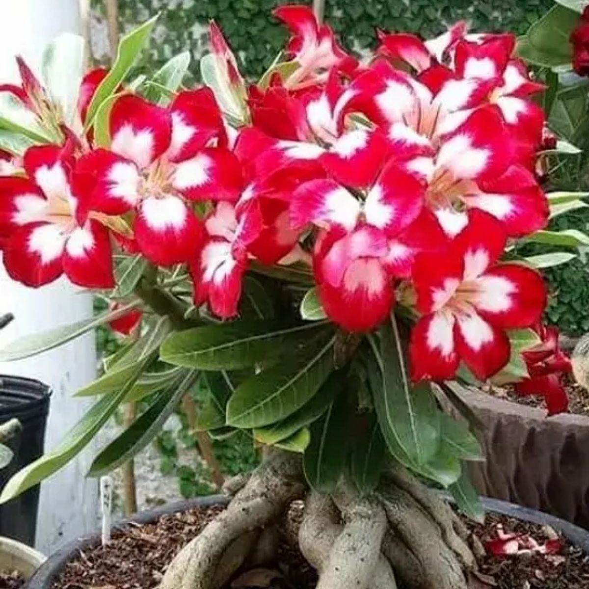 Substrato Mix para Rosa do Deserto 1kg - Drenagem e Vigor - Imagem 4