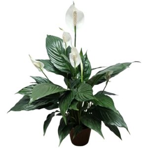 Lírio da Paz Gigante (Spathiphyllum) em Pote 24