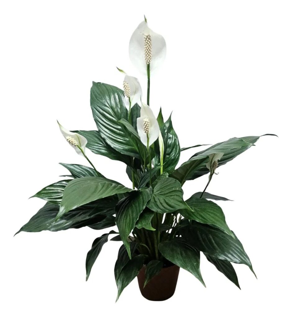 Lírio da Paz Gigante (Spathiphyllum) em Pote 24
