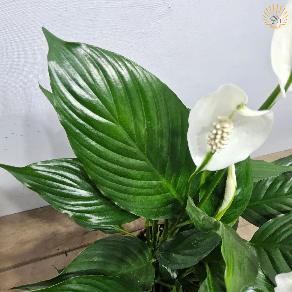 Lírio da Paz Gigante (Spathiphyllum) em Pote 24 - Imagem 2