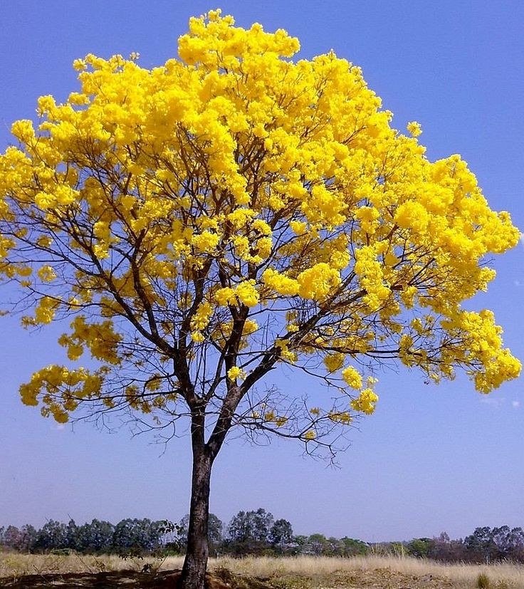 Ipê amarelo em plena floração contra o céu azul